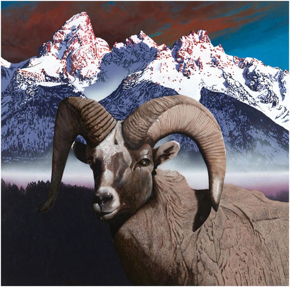 Bighorn Sheep