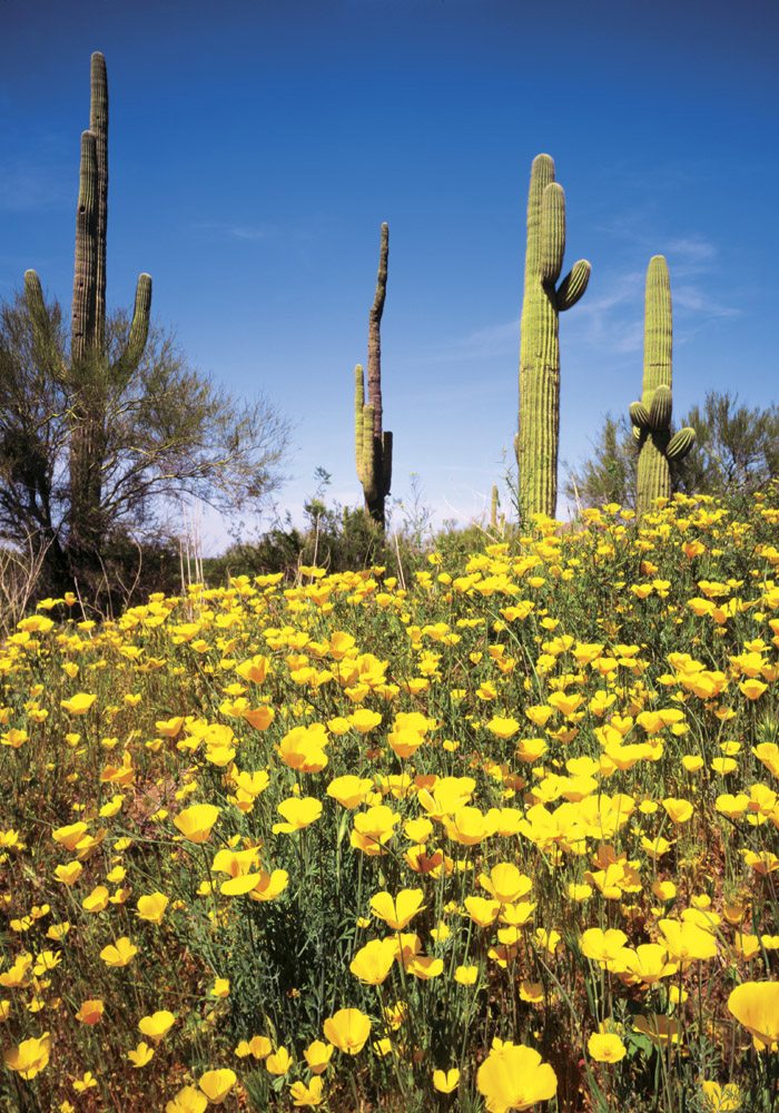 Desert Poppies at Picacho Peak - PP0202 | Tom Johnson | Photography-Exposures International Gallery of Fine Art - Sedona AZ