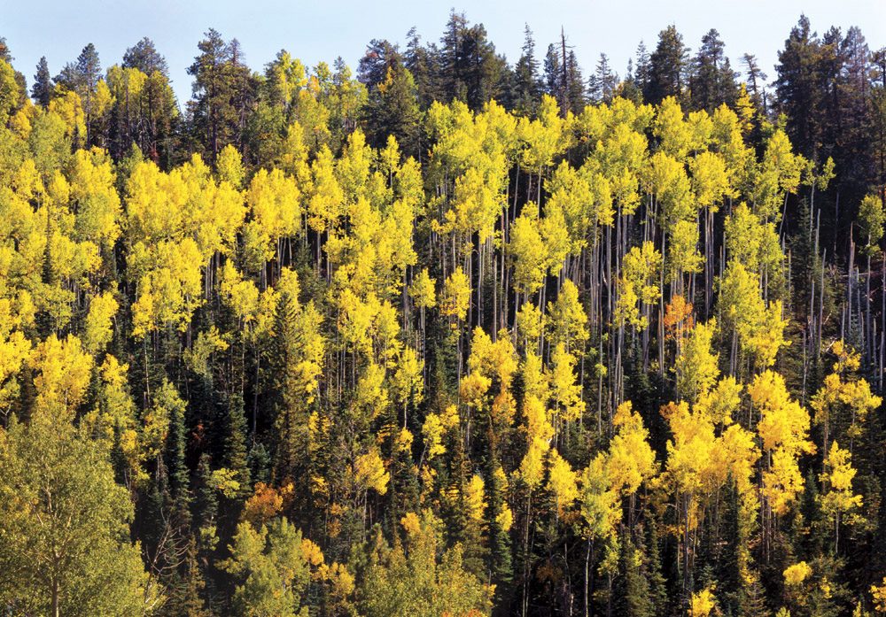 Grand Canyon Aspens - GC0212 | Tom Johnson | Photography-Exposures International Gallery of Fine Art - Sedona AZ