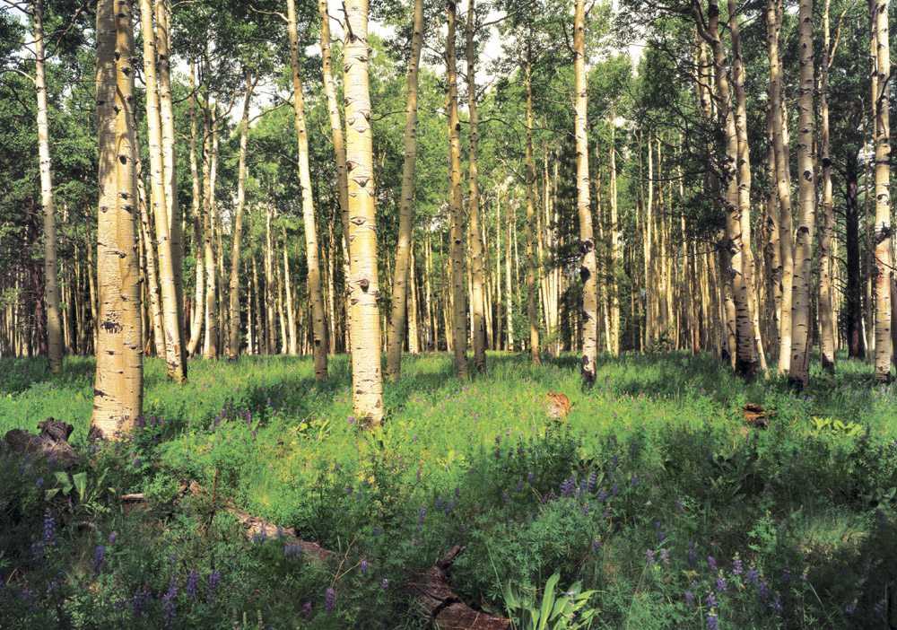 Heart Prairie - FL0401 | Tom Johnson | Photography-Exposures International Gallery of Fine Art - Sedona AZ