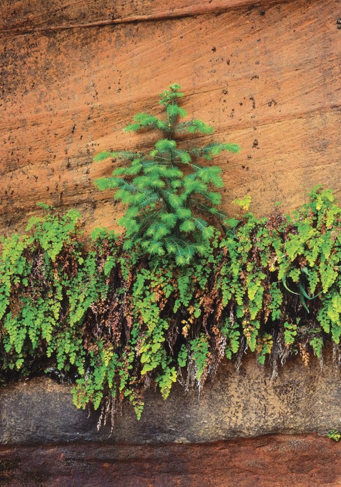 Long Canyon - SD0907 | Tom Johnson | Photography-Exposures International Gallery of Fine Art - Sedona AZ
