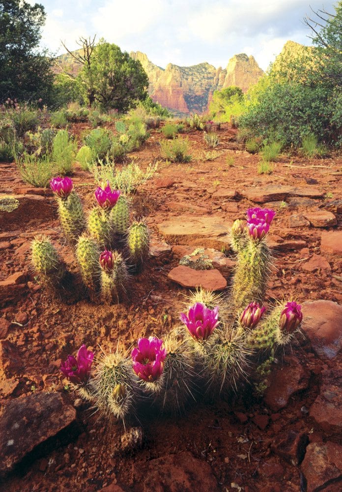 Mormon Canyon - SD1708 | Tom Johnson | Photography-Exposures International Gallery of Fine Art - Sedona AZ