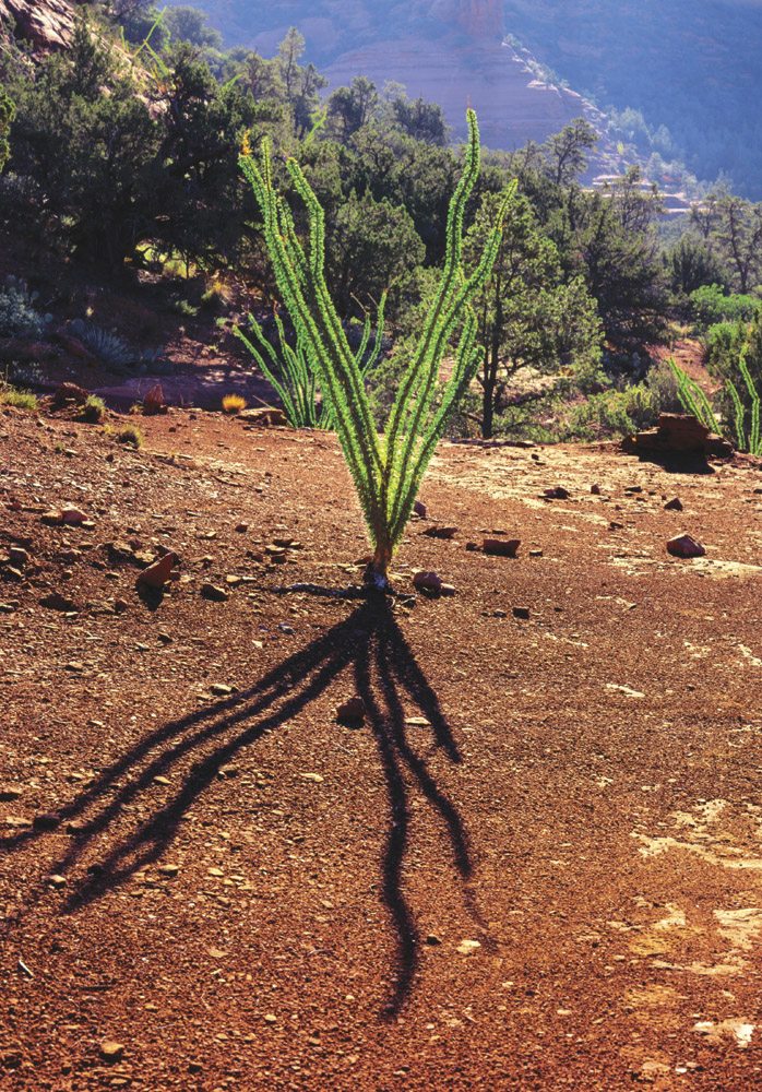 Ocotilla - SD0162 | Tom Johnson | Photography-Exposures International Gallery of Fine Art - Sedona AZ