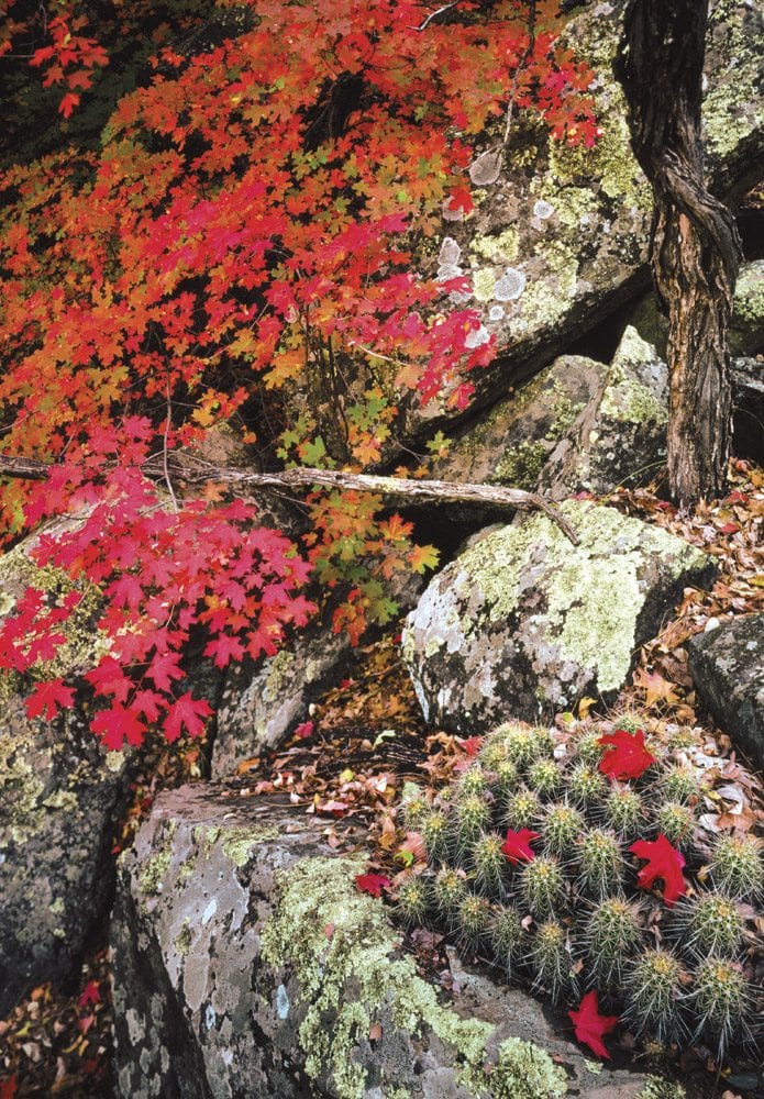 Schnebly Hill - SD0314 | Tom Johnson | Photography-Exposures International Gallery of Fine Art - Sedona AZ