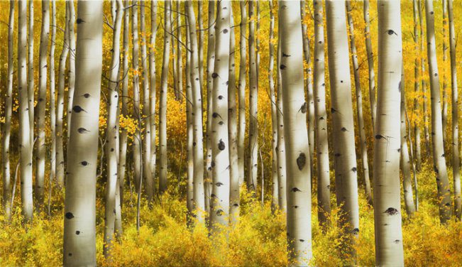 Aspen Morning | Alexander Volkov | Painting-Exposures International Gallery of Fine Art - Sedona AZ