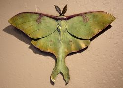Luna Moth | John Maisano | Sculpture-Exposures International Gallery of Fine Art - Sedona AZ