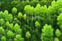 Young Aspens | Alexander Volkov | Painting-Exposures International Gallery of Fine Art - Sedona AZ