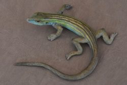 Lizard V | Jim Eppler | Sculpture-Exposures International Gallery of Fine Art - Sedona AZ