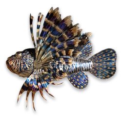 Lionfish | Gary Caldwell | Wall Art-Exposures International Gallery of Fine Art - Sedona AZ