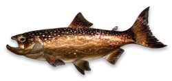 Trout | Gary Caldwell | Wall Art-Exposures International Gallery of Fine Art - Sedona AZ