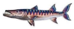 Barracuda | Gary Caldwell | Wall Art-Exposures International Gallery of Fine Art - Sedona AZ