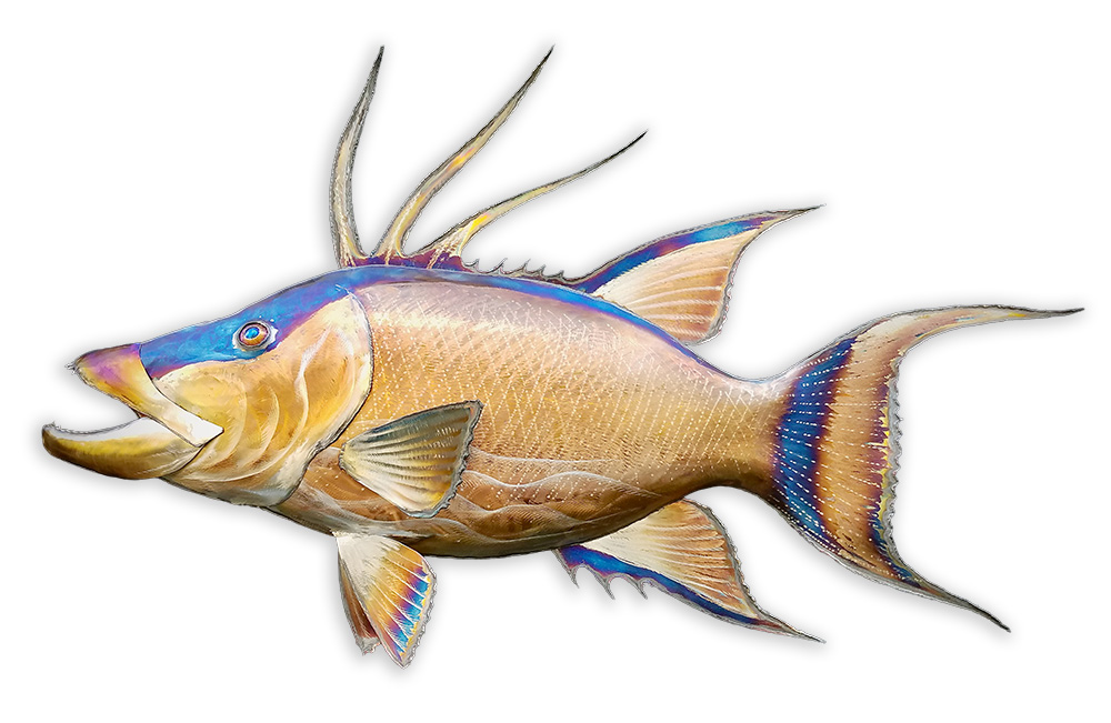 Hogfish | Gary Caldwell | Wall Art-Exposures International Gallery of Fine Art - Sedona AZ