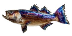 Striped Bass | Gary Caldwell | Wall Art-Exposures International Gallery of Fine Art - Sedona AZ