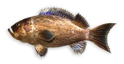 Rockfish | Gary Caldwell | Wall Art-Exposures International Gallery of Fine Art - Sedona AZ